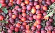 Two wild plum jam recipes